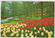 AK 204609 NETHERLANDS - Lisse - Keukenhof - Lisse