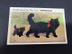 26-2-2-2024 (1 Y 16) Australia - Very Old (1940's ?) NSW - Armidale (dog) Novelty Postcard With "b/w Insert" - Autres & Non Classés