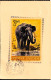 INDIA'S WILDLIFE- ASIATIC ELEPHANT - POSTCARD- POSTED ON UNIQUE DATE 24.02.2024-INDIA-BX4-34 - Olifanten