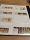 Delcampe - Guernsey, Alderney, Jersey, Man In 3 SAFE Display Albums - Sammlungen (im Alben)