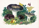 Delcampe - 6 Cartes Neuves (même Série) Divers Champignons Reproductions Aquarelles, Excellent état - Mushrooms