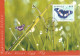 1999 - BUTTERFLIES - COMMON ISSUE SINGAPORE - SWEDEN - Maximumkaarten (CM)