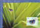 1999 - BUTTERFLIES - COMMON ISSUE SINGAPORE - SWEDEN - Cartoline Maximum