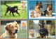 2001 - DOGS - Cartoline Maximum