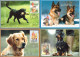 2001 - DOGS - Maximum Cards & Covers