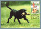 2001 - DOGS - Maximumkarten (MC)