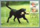 2001 - DOGS - Cartes-maximum (CM)