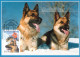 2001 - DOGS - Cartoline Maximum