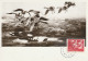 Carte Maximum - SUEDE - N°409  (1957) Oiseaux : Vol De Cygnes - Cartoline Maximum