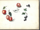 Delcampe - Carnet  De Dessins Originaux - Par Alfred Lambert De Chalons Sur Marne Vers 1895 - Fruit - Reims - Amiens - Gisors-tri - Tekeningen