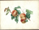 Delcampe - Carnet  De Dessins Originaux - Par Alfred Lambert De Chalons Sur Marne Vers 1895 - Fruit - Reims - Amiens - Gisors-tri - Drawings