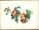 Delcampe - Carnet  De Dessins Originaux - Par Alfred Lambert De Chalons Sur Marne Vers 1895 - Fruit - Reims - Amiens - Gisors-tri - Dessins