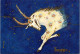 27-2-2024 (1 Y 21) Australia - Zodiac Sign - Taurus - Bull
