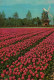 KEUKENHOF - LISSE-HOLLAND - Lisse