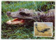 CONGO - Carte Maximum - 125F Poste Aérienne - African Dwarf Crocodile - Premier Jour 1987 - Autres & Non Classés