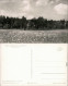 Ansichtskarte Schmannewitz-Dahlen Forsthaus Mit Wiese Im Vordergrund 1959 - Dahlen