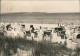 Ansichtskarte Göhren (Rügen) Strand 1970 - Göhren