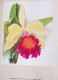 Delcampe - Orchideen Silva Zurich 128 Pages 60 Planches Photos D'orchidées - Natura