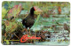 Antigua & Barbuda - Common Moorhen - 104CATA (with Ø) - Antigua And Barbuda