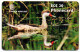 Antigua & Barbuda - The White Cheeked Pintail Duck (Black Chip) - Antigua And Barbuda
