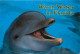 Animaux - Dauphins - CPM - Voir Scans Recto-Verso - Delfines