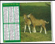 Almanach  Calendrier  P.T.T  -  La Poste -  1980 -  Chevaux - Perroquet - Andere & Zonder Classificatie