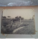 BELLE ALBUM PHOTO ET CARTE PHOTO SUR LE HIPPISME PAU BORDEAUX SALIE LE BEARN 156 DOCUMENTS - Albumes & Colecciones