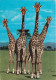 Animaux - Girafes - East Africa - African Wildlife - Giraffes - Voir Timbre De Uganda - CPM - Voir Scans Recto-Verso - Girafes