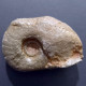 #AGONIATITES Sp Fossile, Goniatit, Devon (Marokko) - Fossilien