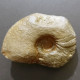 #AGONIATITES Sp Fossile, Goniatit, Devon (Marokko) - Fossiles