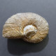 #AGONIATITES VANUXEMI Fossile, Goniatit, Devon (USA, Vereinigte Staaten) - Fossils