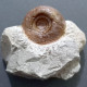 #CABRIEROCERAS CRISPIFORME Fossile, Goniatit, Devon (Marokko) - Fossielen