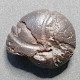 #CHEILOCERAS SEPTATUN Fossile, Ammonoid, Devon (Marokko - Fossiles