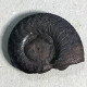 #COSTACLYMENIA ORNATA Fossile, Ammonoid, Devon (Algerien) - Fossils