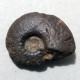 #CYMACLYMENIA SEMISTRIATA Fossile, Ammonoid, Devon (Deutschland) - Fósiles