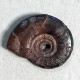 #GONIOCLYMENIA SPECIOSA SUBCOSTULATA Fossile, Ammonoid, Devon (Marokko) - Fossilien