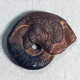 #GONIOCLYMENIA SPECIOSA SUBCOSTULATA Fossile, Ammonoid, Devon (Marokko) - Fossilien