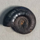 #MUESSENBIAERGIA OUAROUROUTENSIS Fossile, Ammonoid, Devon (Algerien) - Fossilien