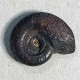 #MUESSENBIAERGIA OUAROUROUTENSIS Fossile, Ammonoid, Devon (Algerien) - Fossils