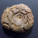 #SELLANARCESTES EBBIGHAUSENI Fossile, Goniatit, Devon (Marokko) - Fossilien