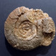 #SELLANARCESTES EBBIGHAUSENI Fossile, Goniatit, Devon (Marokko) - Fósiles