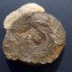 #SELLANARCESTES NEGLECTUS Fossile, Goniatit, Devon (Marokko) - Fossils