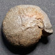 #TORLEYOCERAS OXYACANTHA, Goniatite, Devon, (Marokko) - Fossils