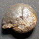 #TORLEYOCERAS OXYACANTHA, Goniatite, Devon, (Marokko) - Fossils