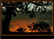 29-2-2024 (1 Y 32) Australia - Gum Tree At Sunset - Alberi