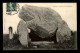 DOLMENS - CARNAC - DOLMEN DE LA MADELEINE (MORBIHAN) - Dolmen & Menhire