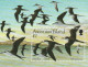 THEMATIC FAUNA:  BIRDS.  SOOTY TERN (RONDINE DI MARE)    4v+MS     -   ASCENSION - Hirondelles