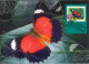 AUSTRALIA  : 2004, POSTAGE PRE PAID POSTCARD OF NATURE OF AUSTRALIA  RAINFOREST BUTTERFLIES WITH FD OF ISSUE STAMP. - Cartas & Documentos