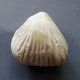 #ACANTHOTHIRIS SPINOSA Fossile, Brachiopoden, Jura (Frankreich) - Fossilien