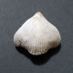 #BRAC01 CYCLOTHYRIS DIFFORMIS Fossil, Brachiopod, Kreide (Frankreich) - Fossili